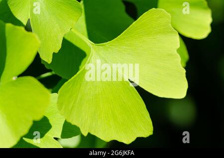Foglia verde di ginkgo. Ginkgo biloba, anche gingko o albero dei maidenhair, l'albero ufficiale della capitale giapponese di Tokyo, e il simbolo di Tokyo. Foto Stock