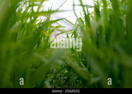 Le giovani piante di grano che crescono sul terreno, stupendi campi infiniti di erba di grano verde vanno all'orizzonte. Foto Stock