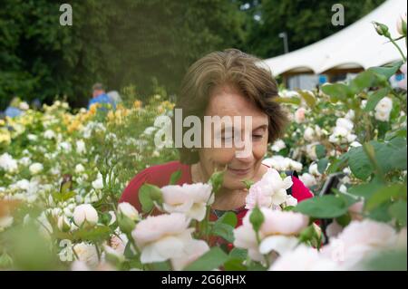 East Molesey, Surrey, Regno Unito. 5 luglio 2021. Il giardino David Austin Rainbow of Roses. Credito: Maureen McLean/Alamy Foto Stock