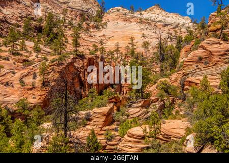 Le scogliere e gli affioramenti di alberi di pino dello Zion National Park Utah USA. Foto Stock