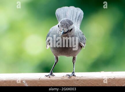 Gray Catbird perches sul ponte sul cortile Foto Stock