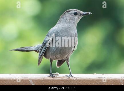 Gray Catbird perches sul ponte sul cortile Foto Stock