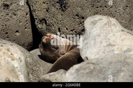 Galapagos Sea Lion (Zalophus californianus) foca pub sempre bloccato e salvato da Byron Foto Stock