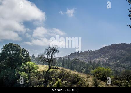 Vista delle montagne di Santa Cruz e della valle dalla Riserva del Monte bello (Los Altos), cielo blu luminoso, luce soffusa, albero senza foglie in primo piano Foto Stock