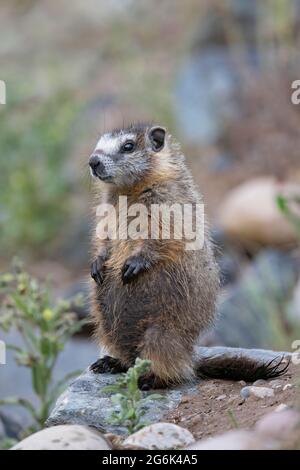 Giovane marmotta gialla (Marmota flaviventris) Foto Stock