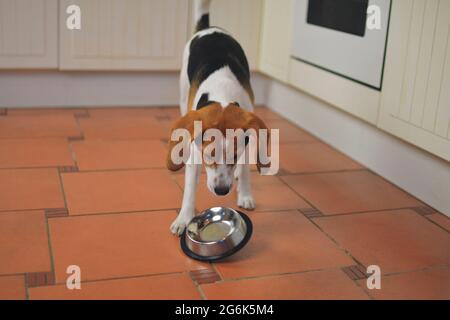 Carino cane Beagle guardando ciotola vuota del cane. Cane Beagle affamato e ciotola volante Foto Stock