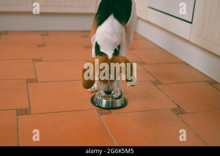 Cane tristemente guardando ciotola vuota del cane. Cucciolo Beagle cane con ciotola cane Foto Stock