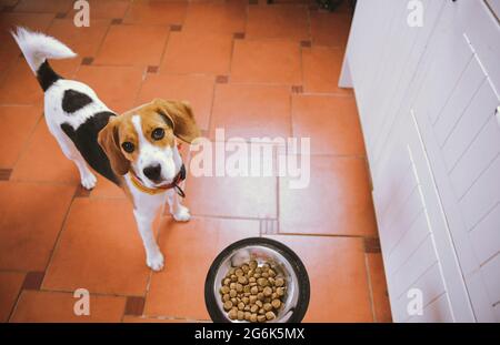 Il cane Beagle è in attesa di nutrirsi. Beagle cane guardare avanti al suo cibo. Ciotola per cani Foto Stock