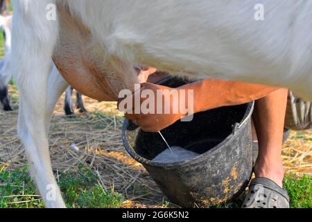 Il proprietario mungendo la sua capra con nel villaggio. Primo piano di una mano di un agricoltore che munga una capra in un caseificio. Coltivatore mungendo una capra su un caseificio. Il Foto Stock