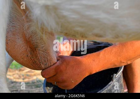 Primo piano di una mano di un agricoltore che munga una capra in un caseificio Foto Stock