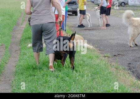 Il gruppo di persone si prende a piedi con i loro animali domestici al parco per cani. Cani di razze ed età diverse giocano sull'erba verde. Amanti del cane. Giorno. Foto Stock