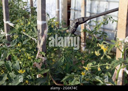 spruzzare un pesticida con un'irroratrice portatile per eliminare le erbacce in giardino. L'uso di pesticidi è pericoloso per la salute. Concetto di controllo parassiti. Foto Stock