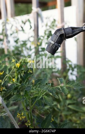 spruzzare pesticidi con una pistola a spruzzo portatile per uccidere pesti da giardino sulle piante. Foto Stock