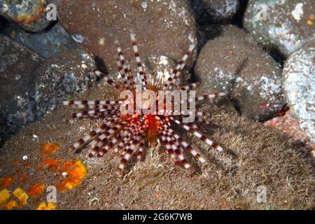 Sensazioni puntorie ricci di mare, Echinothrix calamaris. Chiamato anche a bande dei ricci di mare e doppio Spined Urchin. Tulamben, Bali, Indonesia. Mare di Bali, Oceano Indiano Foto Stock