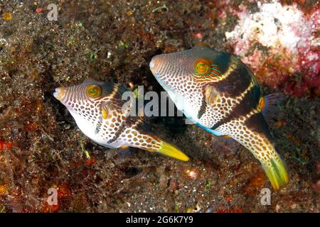 Coppia di Pufferfish di San Valentino o Toby, Canthigaster valentini. Femmina più piccolo sulla sinistra che prepara il substrato per deporre le uova. Foto Stock