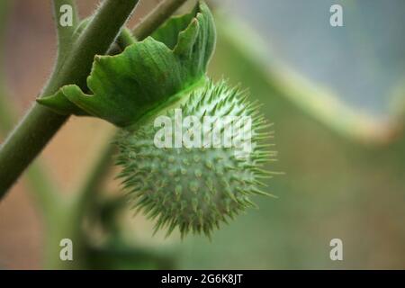 Frutto di Jimsonweed Plant, Datura stramonium, Satara, Maharashtra, India Foto Stock