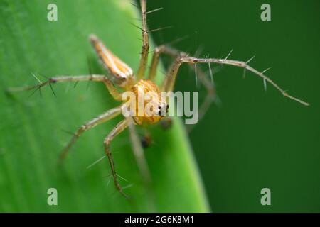 Closeup di ragno lynx a righe maschio, Oxyopes salticus, Satara Maharashtra India Foto Stock