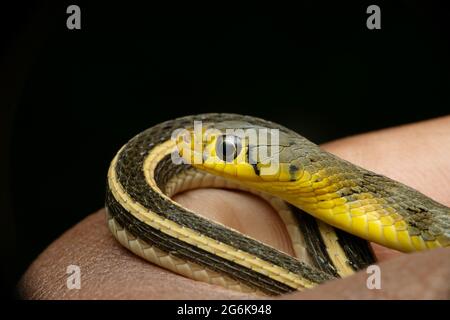 Strisce di testa e corpo di keelback a strisce, anfiesma stolatum, Satara, Maharashtra, India. Foto Stock