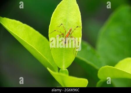 Arancio backed Lynx Spider, femmina, Oxyopes kohaensis, Satara Maharashtra India Foto Stock