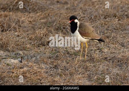 Vanellus indicus è un . Foto Stock