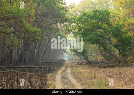 Strada sterrata al Parco Nazionale di Dudhwa, Uttarpradesh, India. Foto Stock