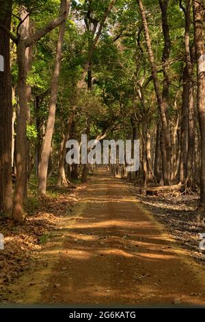 Bosco del Parco Nazionale di Dudhwa, Uttarpradesh, India. Foto Stock