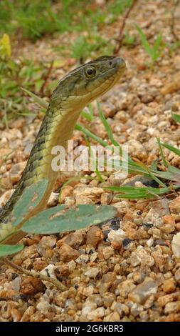 Il chequered chelback, conosciuto anche come il serpente d'acqua asiatico, Faweia Piscator SCHNEIDER, 1799, Rajasthan, India. Endemico in Asia. COMUNE Foto Stock