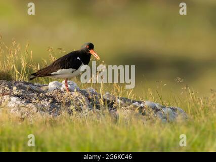 Un Oystercatcher (Haematopus ostralegus) che si trova su una roccia, Uist del Nord, Ebridi esterne, Scozia Foto Stock