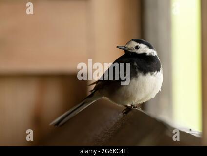 Un pied Waggtail (Motacilla alba) guarda dall'altro lato dall'interno di una pelle di uccello, Norfolk Foto Stock