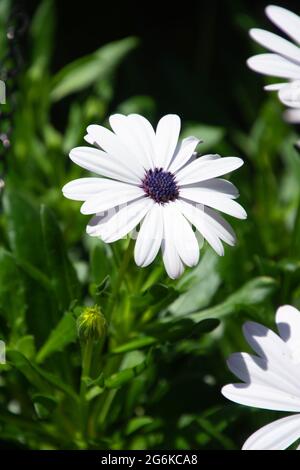 osteospermum bianco o margherite africane con macchie viola e gialle nel mezzo per un tema estivo Foto Stock
