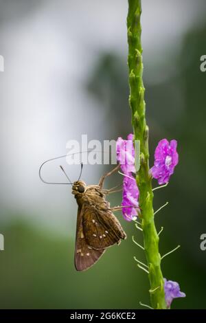 Una bella piccola farfalla Swift di marca arroccata su fiori di tarpeta in un parco a Mumbai, India Foto Stock