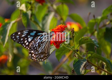 Una bella Blue Tiger Butterfly appollaiata su fiori in un parco a Mumbai, India Foto Stock