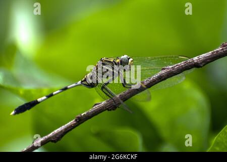 Una bella libellula appollaiata su un ramo in un parco a Mumbai, India Foto Stock