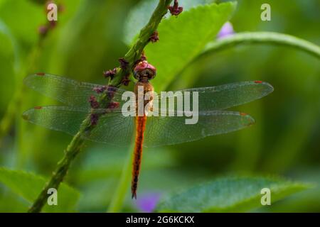 Una bella libellula appollaiata su un ramo in un parco a Mumbai, India Foto Stock