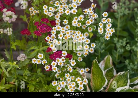 Immagine di sfondo - fiori colorati crescono nel giardino. Foto Stock