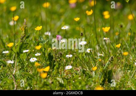 Margherite, coppette e trifoglio nel prato di fiori selvatici, Degagnac, dipartimento del Lot, Francia Foto Stock