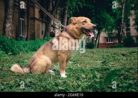 Ritratto di un cane zenzero all'aperto. Cane Mongrel Foto Stock