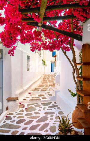 Romantici vicoli tradizionali delle città dell'isola greca. Pareti dipinte di bianco, porte colorate, bougainvillea rosa, strade acciottolate. Mykonos, Grecia Foto Stock