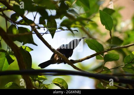 Passera Spiderhunbter sul ramo di un albero. Foto Stock