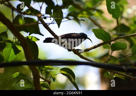 Passera Spiderhunbter sul ramo di un albero. Foto Stock