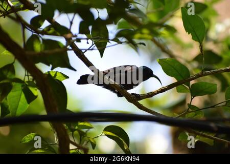 Passera Spiderhunbter sul ramo di un albero. Foto Stock