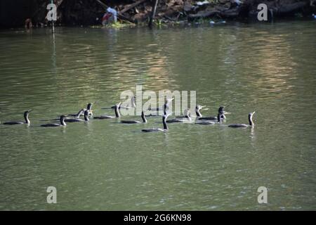Gregge di piccolo cormorano. Foto Stock
