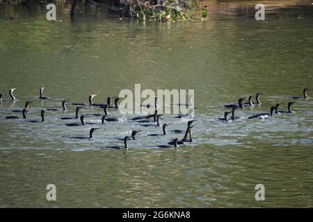 Gregge di piccolo cormorano. Foto Stock