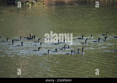 Gregge di piccolo cormorano. Foto Stock