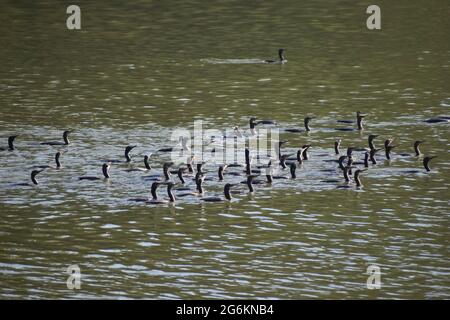 Gregge di piccolo cormorano. Foto Stock
