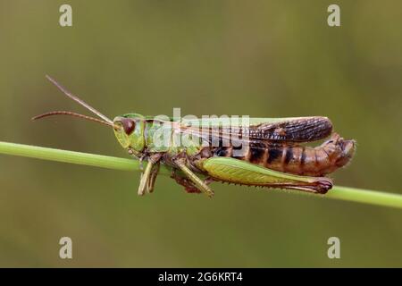 Prato Grasshopper Chorthippus parallelus Foto Stock