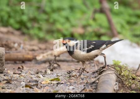 Banca Myna, Acristatheres ginginianus al Parco Nazionale di Ranthambore, Rajasthan, India Foto Stock