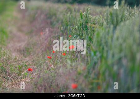 Papaveri rossi sul bordo di un campo di grano, luglio, Regno Unito Foto Stock