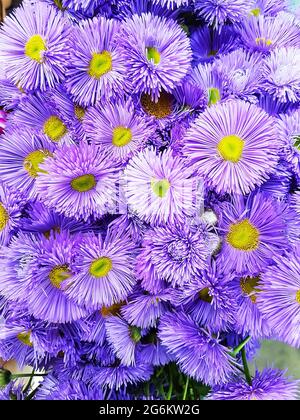 sfondo fiori viola erigeron spiciosus petalo fine bello. bel bouquet di fiori blu. Primo piano, sfocato. Inserire il testo. Floreale Foto Stock