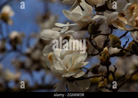 Ramo con fiori bianchi di una magnolia di Kobushi, chiamata anche Magnolia kobus Foto Stock